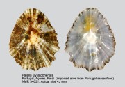 Patella ulyssiponensis